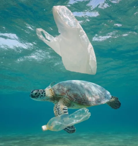 tortue-sac-bouteille